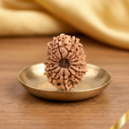 Natural 15 Mukhi Rudraksha (Nepali)