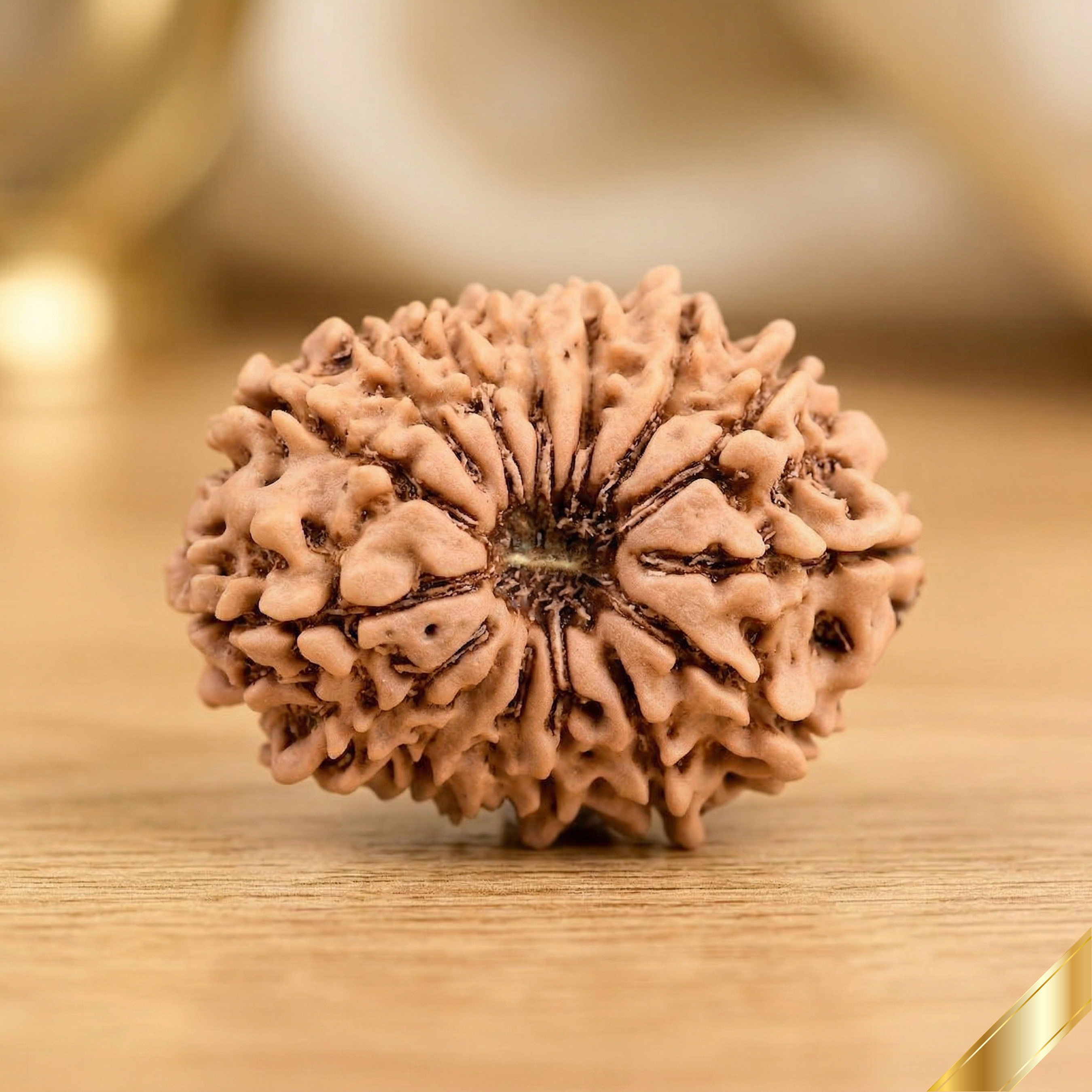 Natural 15 Mukhi Rudraksha (Nepali)