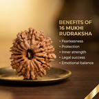 16 Mukhi Rudraksha (Nepali)