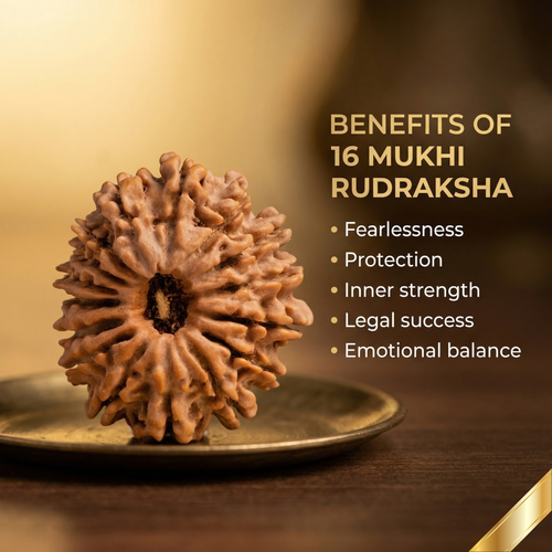 16 Mukhi Rudraksha (Nepali)