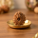 16 Mukhi Rudraksha (Nepali)