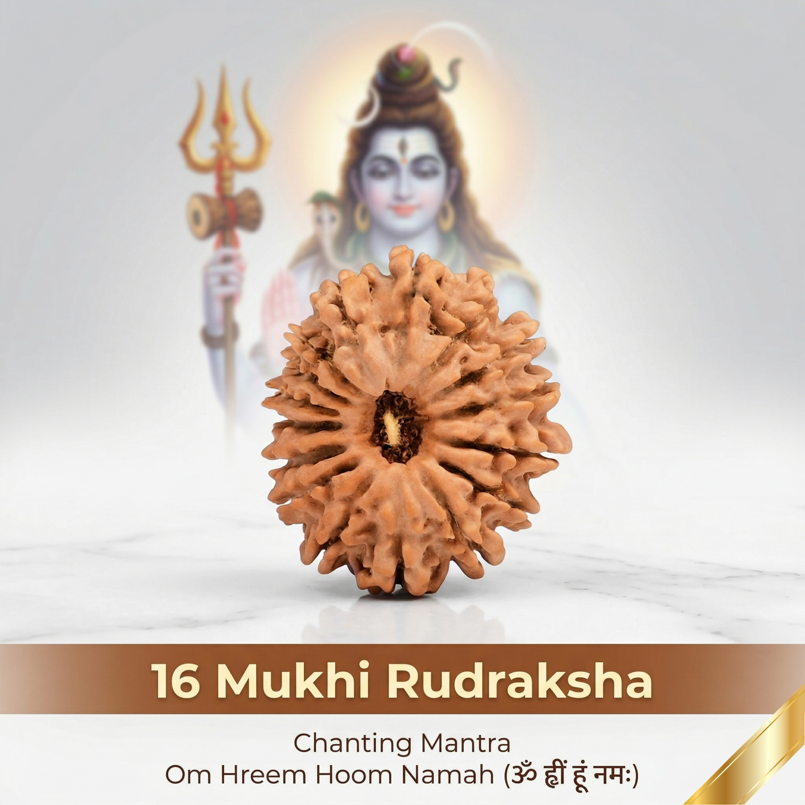 16 Mukhi Rudraksha (Nepali)