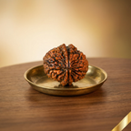 Natural 2 Mukhi Rudraksha (Nepali)