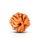 Natural 3 Mukhi Rudraksha (Nepali)