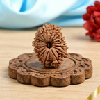 17 Mukhi Rudraksha (Nepali)
