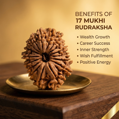 17 Mukhi Rudraksha (Nepali)