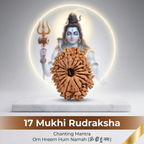 17 Mukhi Rudraksha (Nepali)