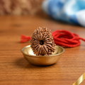 17 Mukhi Rudraksha (Nepali)
