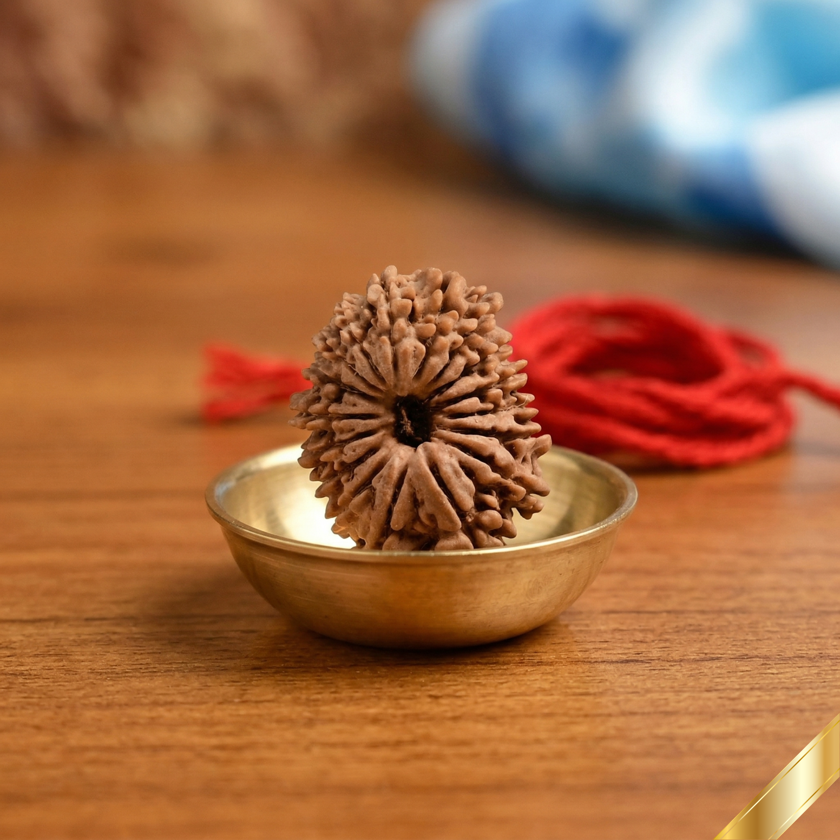 17 Mukhi Rudraksha (Nepali)