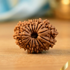 17 Mukhi Rudraksha (Nepali)