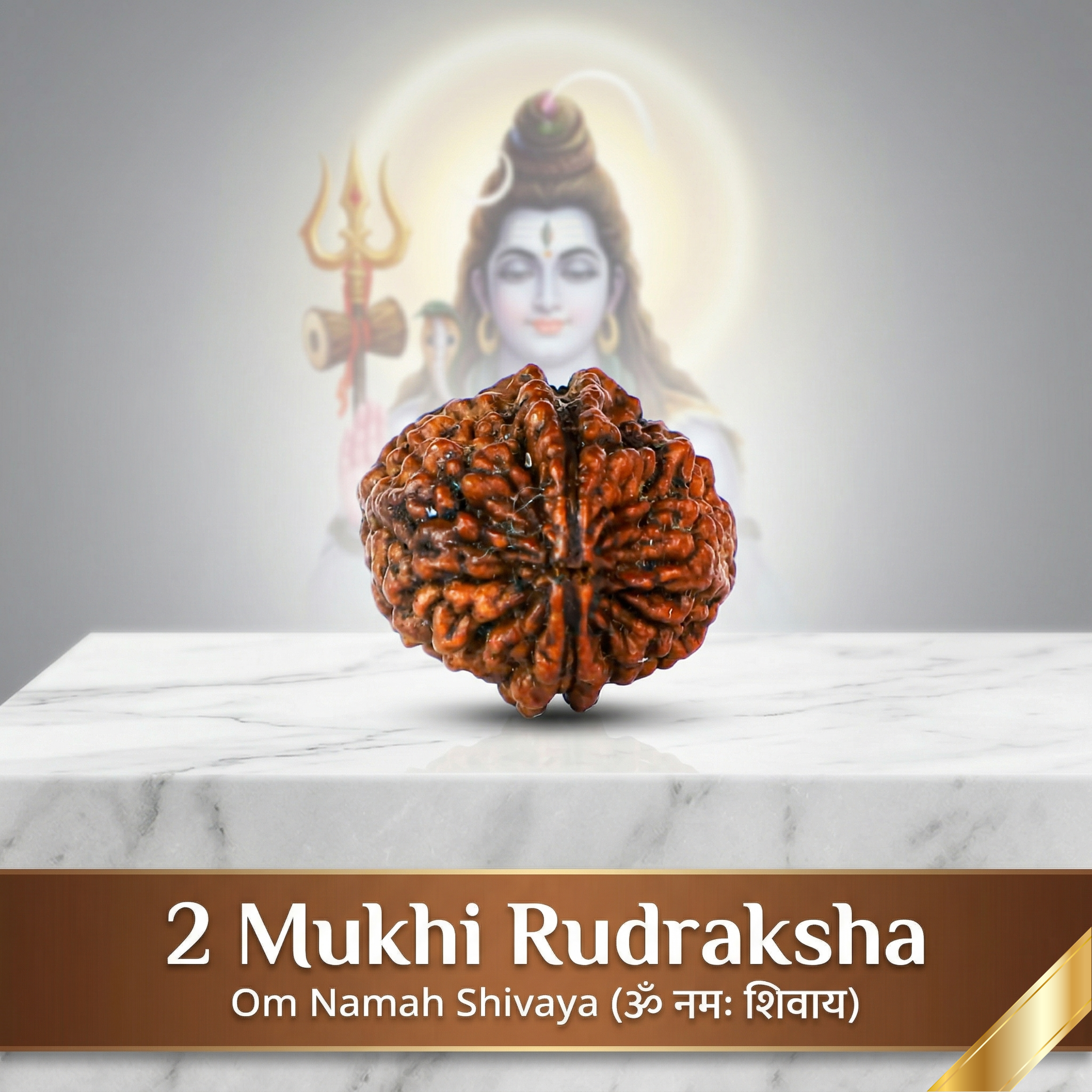 Natural 2 Mukhi Rudraksha (Nepali)