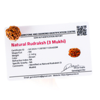 Natural 3 Mukhi Rudraksha (Nepali)