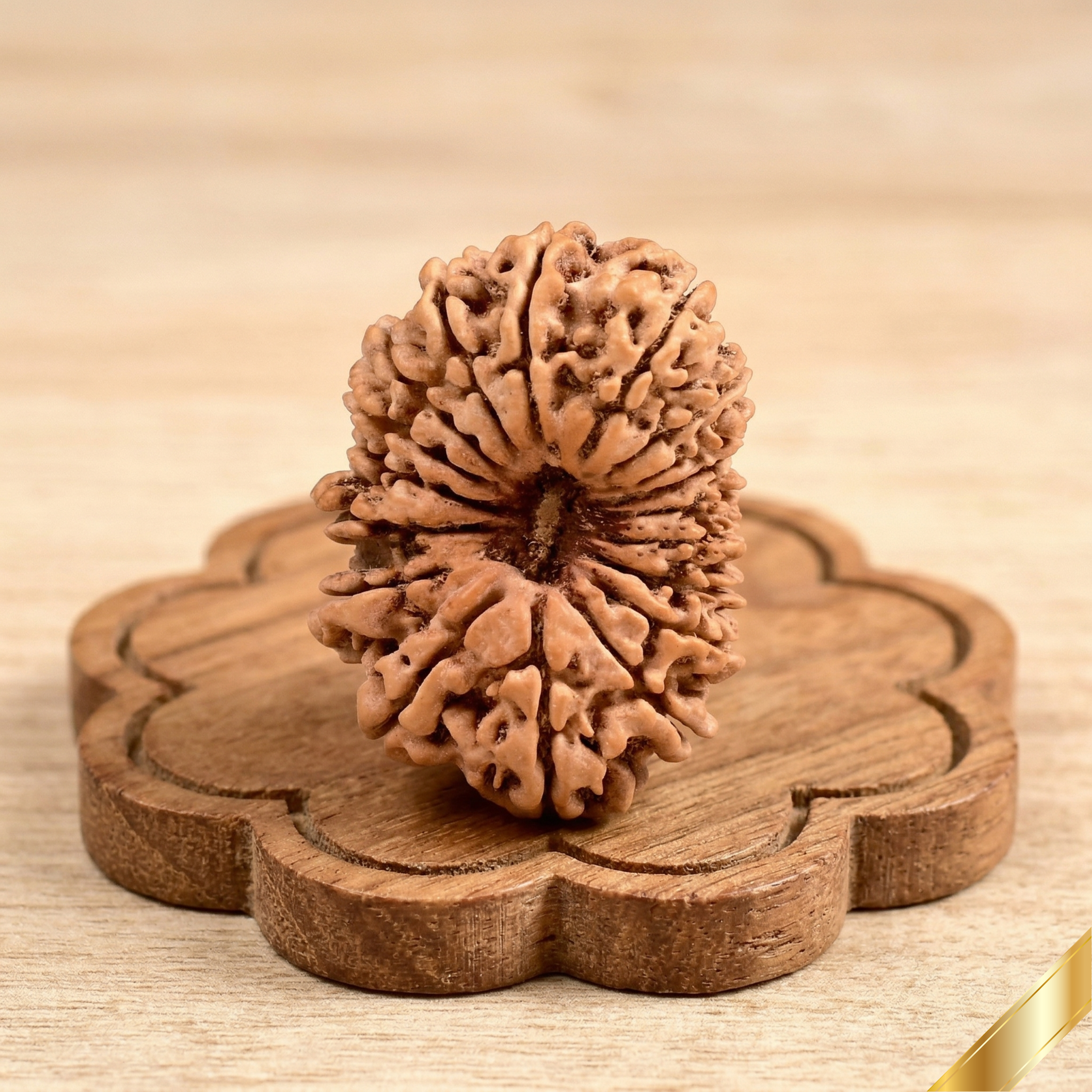 18 Mukhi Rudraksha (Nepali)