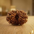 18 Mukhi Rudraksha (Nepali)