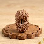 19 Mukhi Rudraksha (Nepali)