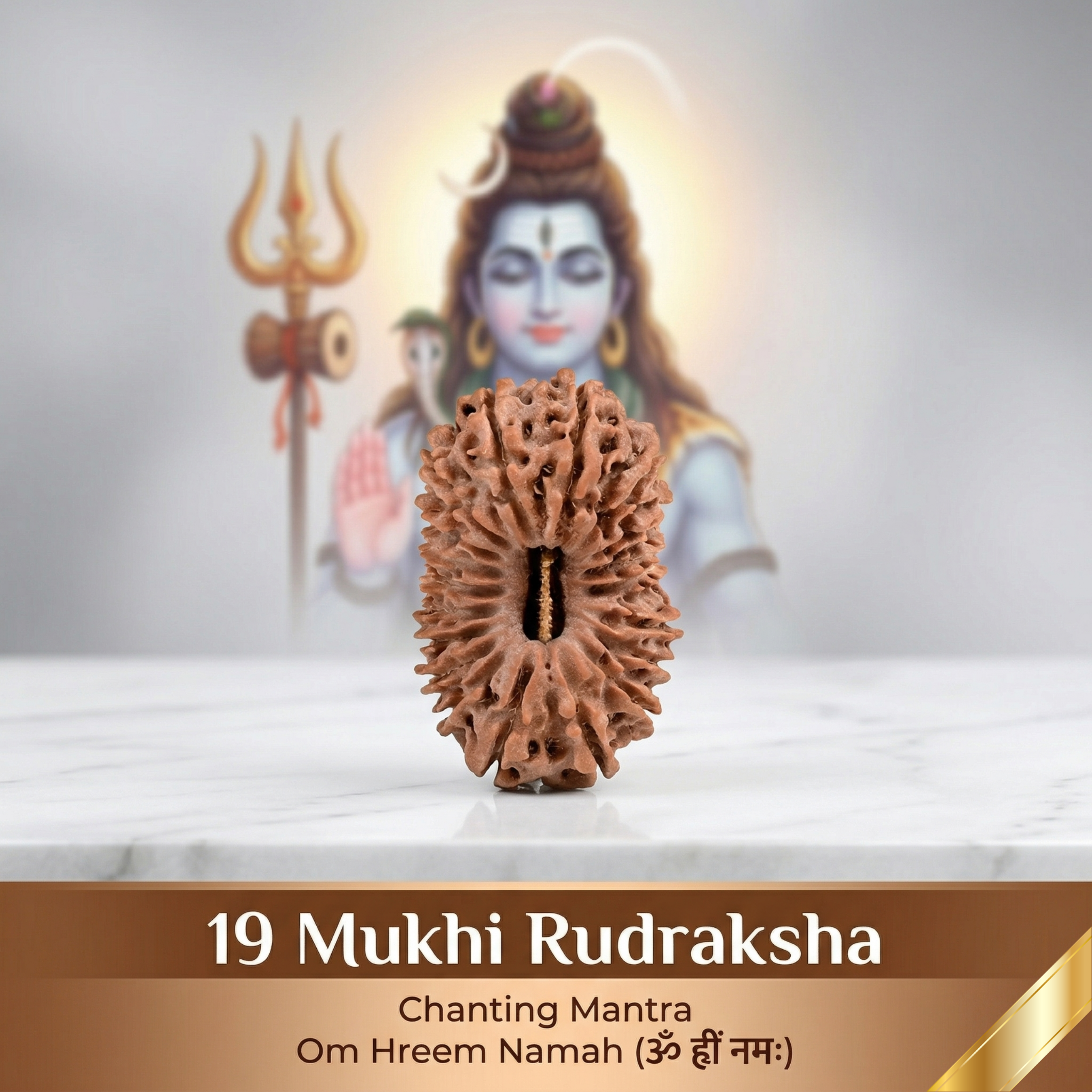 19 Mukhi Rudraksha (Nepali)