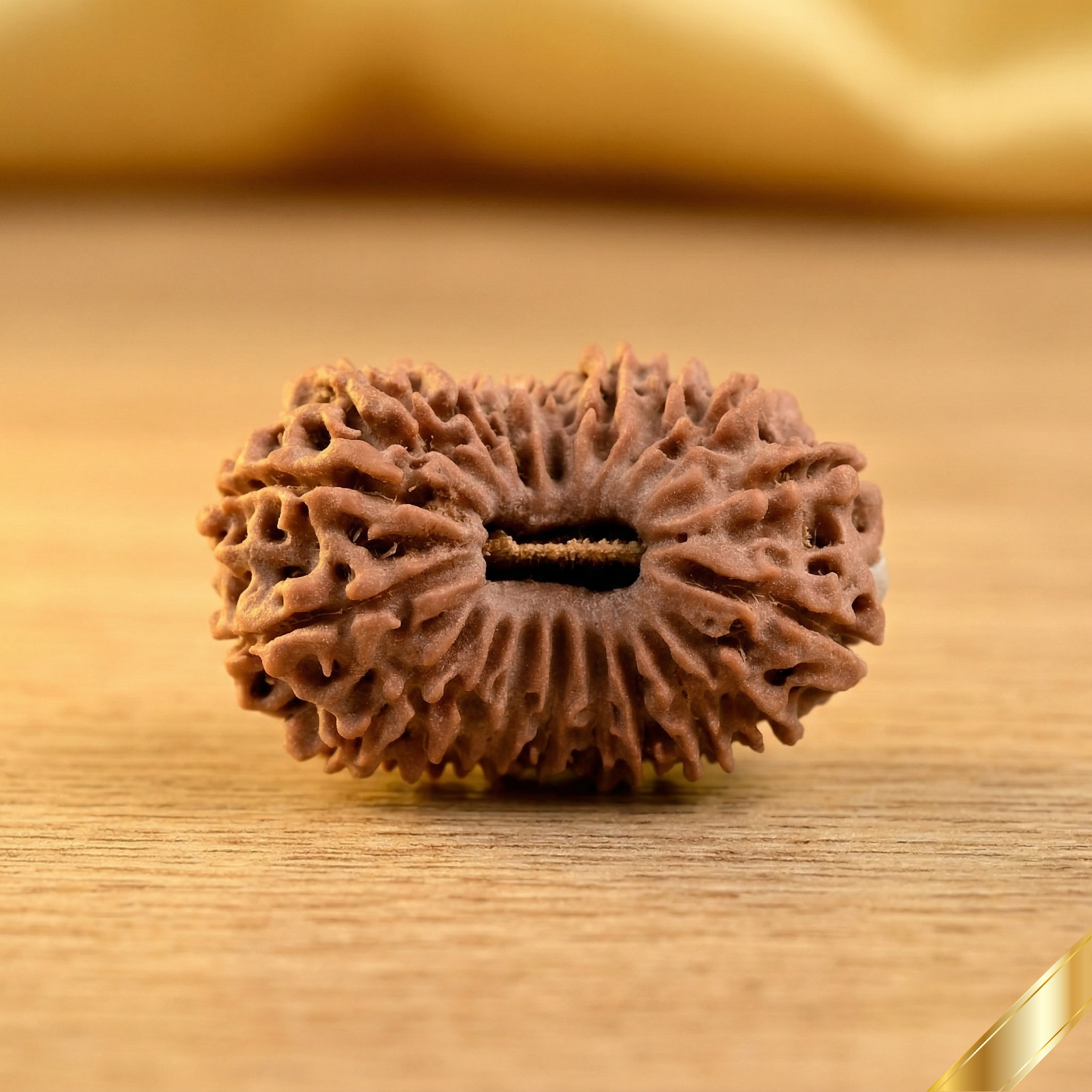 19 Mukhi Rudraksha (Nepali)