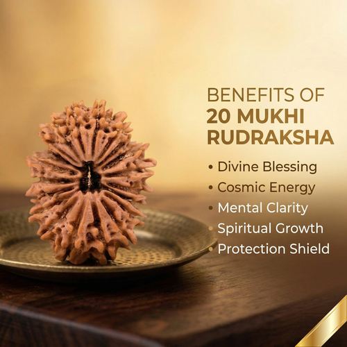 20 Mukhi Rudraksha (Nepali)