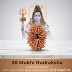 20 Mukhi Rudraksha (Nepali)