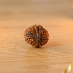 Natural 2 Mukhi Rudraksha (Nepali)