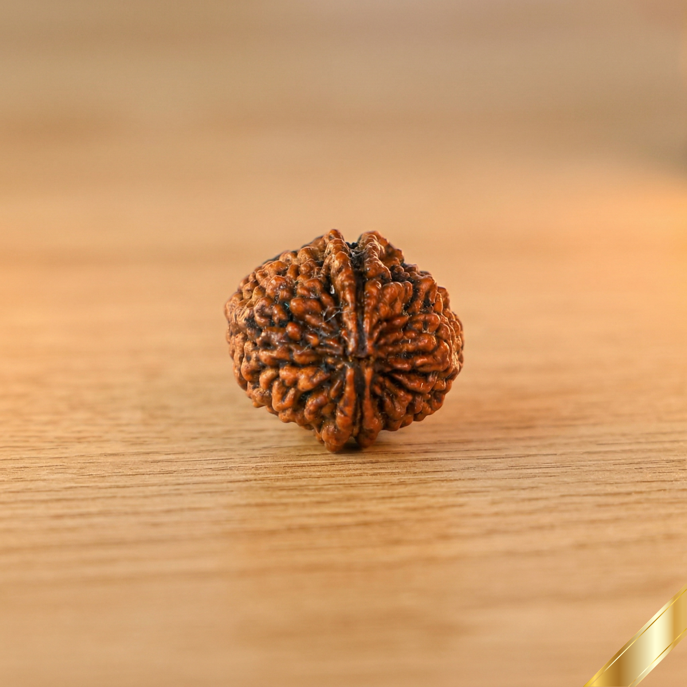 Natural 2 Mukhi Rudraksha (Nepali)