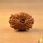 21 Mukhi Rudraksha (Nepali)