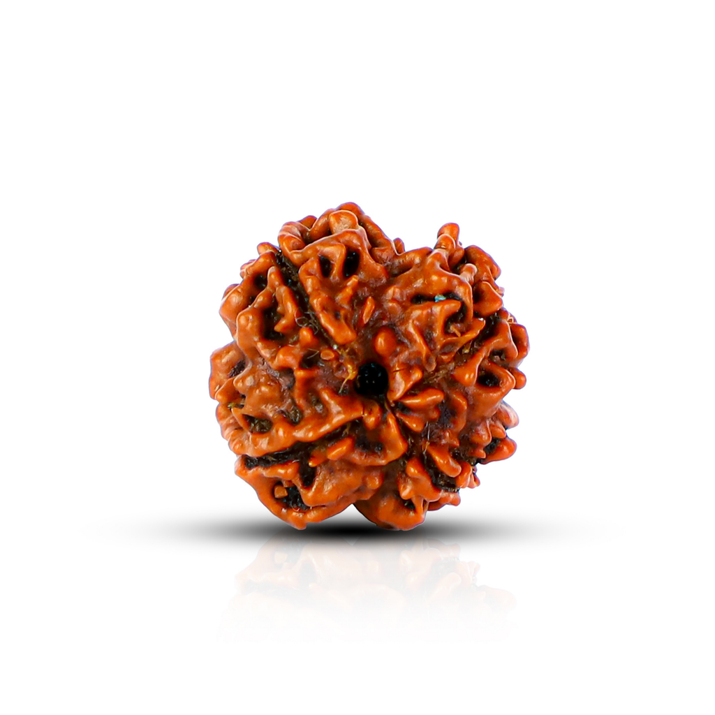 Natural 4 Mukhi Rudraksha (Nepali)