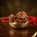 Garbh gauri Rudhraksha (Nepali)