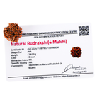 Natural 4 Mukhi Rudraksha (Nepali)