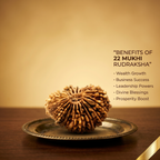 22 Mukhi Rudraksha (Nepali)