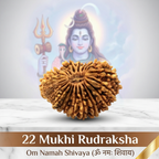 22 Mukhi Rudraksha (Nepali)