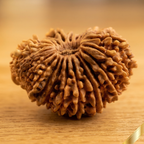 22 Mukhi Rudraksha (Nepali)