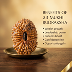 23 Mukhi Rudraksha (Nepali)