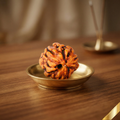 Natural 3 Mukhi Rudraksha (Nepali)