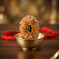 23 Mukhi Rudraksha (Nepali)