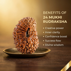 24 Mukhi Rudraksha (Nepali)