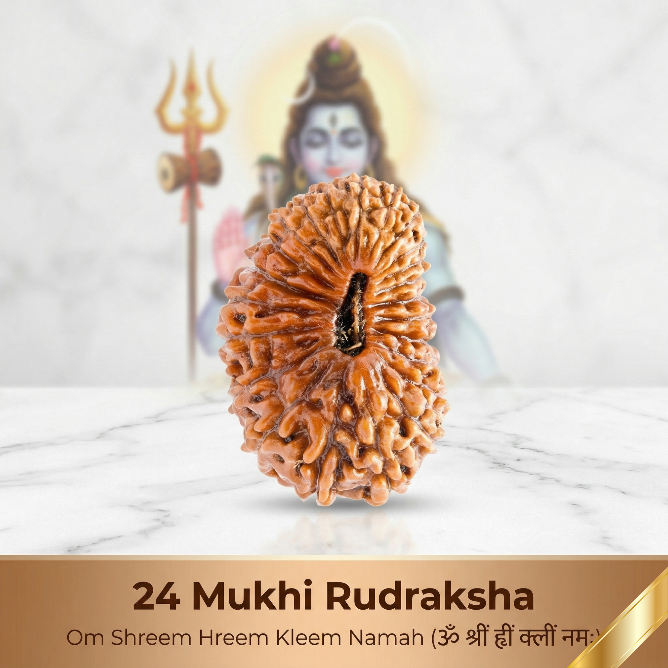 24 Mukhi Rudraksha (Nepali)