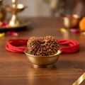 24 Mukhi Rudraksha (Nepali)