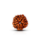 Natural 5 Mukhi Rudraksha (Nepali)