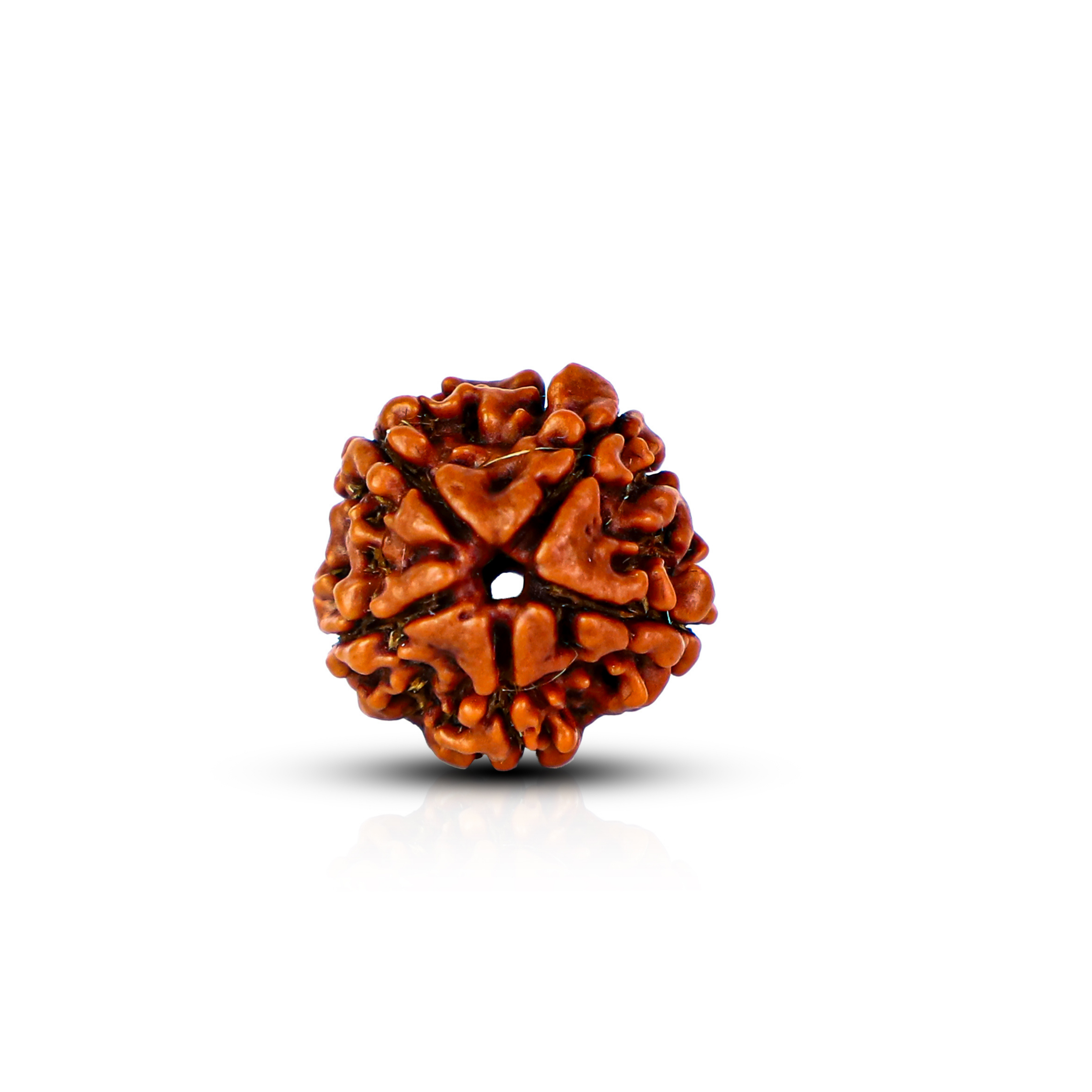 Natural 5 Mukhi Rudraksha (Nepali)