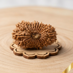 25 Mukhi Rudraksha (Nepali)