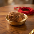 25 Mukhi Rudraksha (Nepali)
