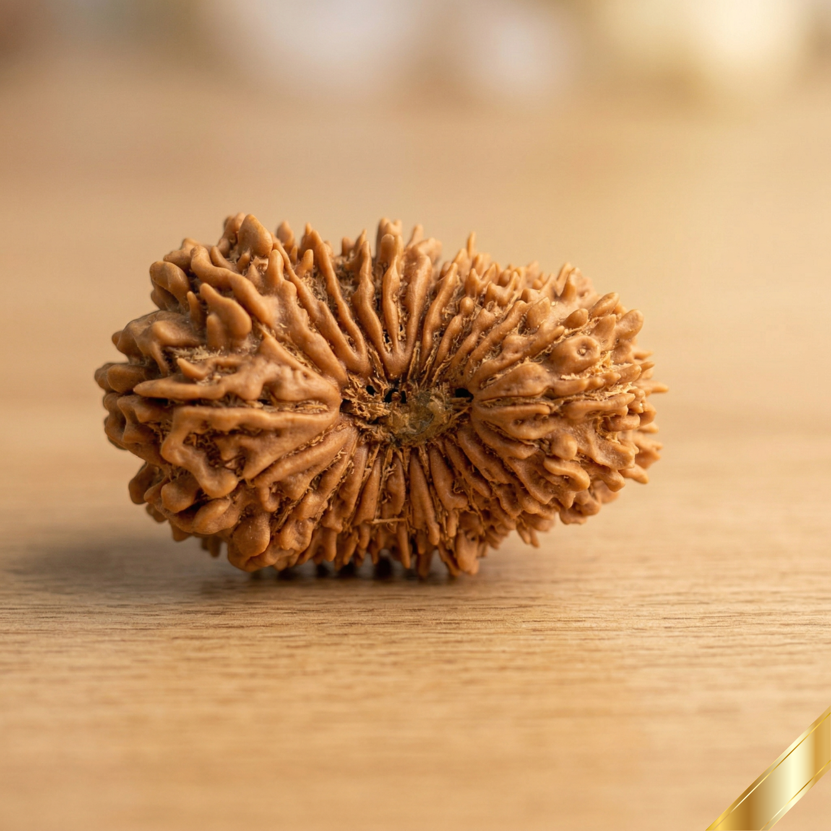 25 Mukhi Rudraksha (Nepali)