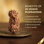 26 Mukhi Rudraksha (Nepali)