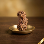 26 Mukhi Rudraksha (Nepali)