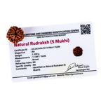 Natural 5 Mukhi Rudraksha (Nepali)