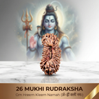 26 Mukhi Rudraksha (Nepali)