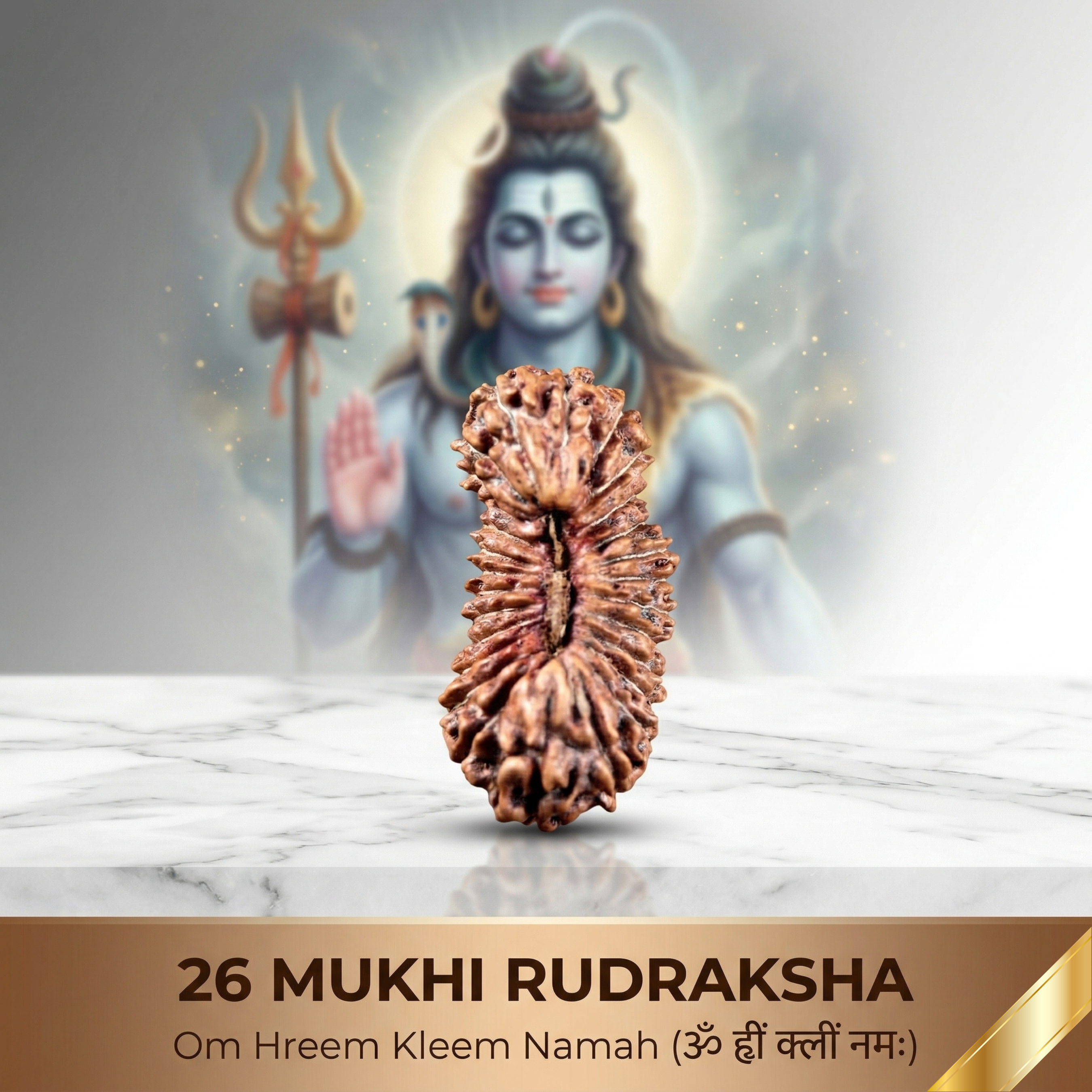 26 Mukhi Rudraksha (Nepali)