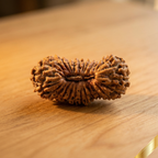 26 Mukhi Rudraksha (Nepali)