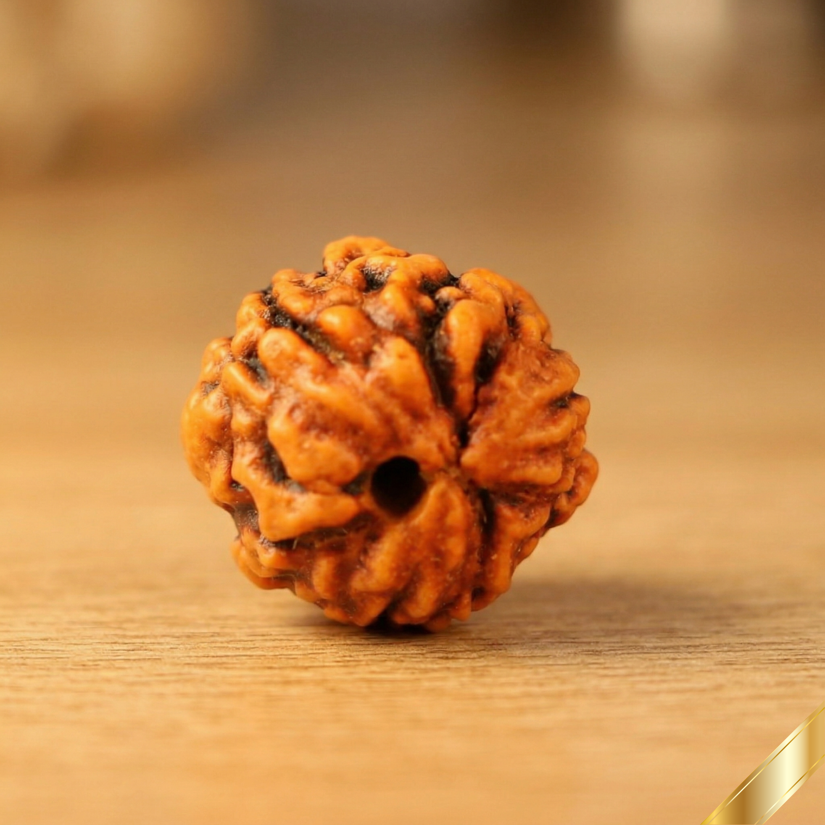 Natural 3 Mukhi Rudraksha (Nepali)